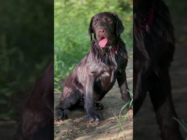 Цевита Лекс Фати  #лабрадор #лабрадорретривер #labrador #labradorpuppy #собака #щенок