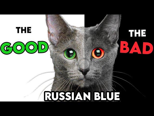 MUST-KNOW Russian Blue Cat PROS And CONS