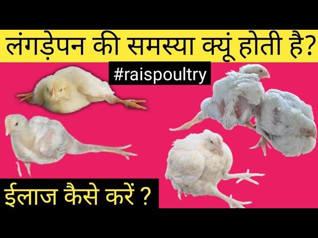 Treatment Of Lameness Problem In Chickens | Lameness In Poultry | How to treat lameness in chickens?