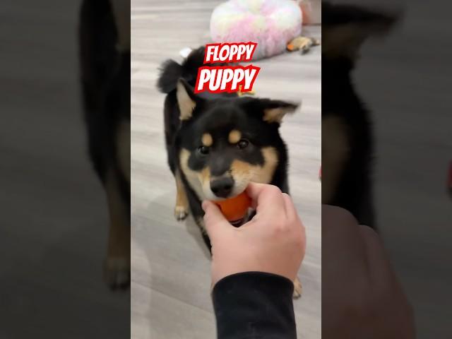 Floppy Burnt Toast Shiba #cutenessoverload