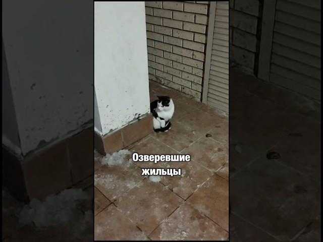 Бездомному коту сломали лапу за то что попросился погреться