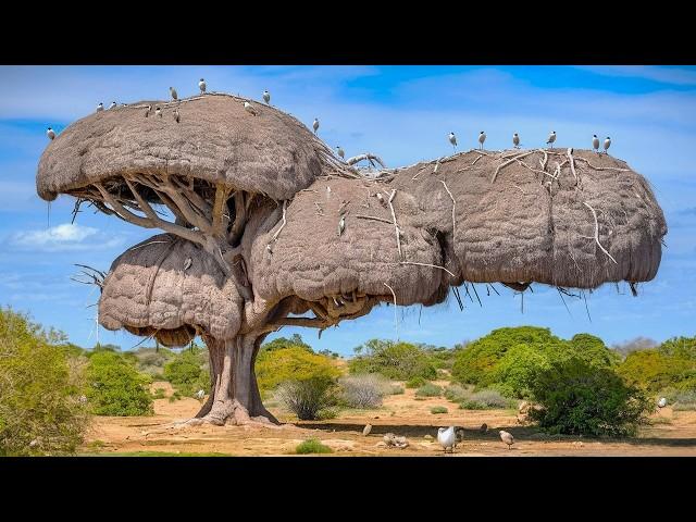 15 Most Amazing & Largest Nests in The Animal World