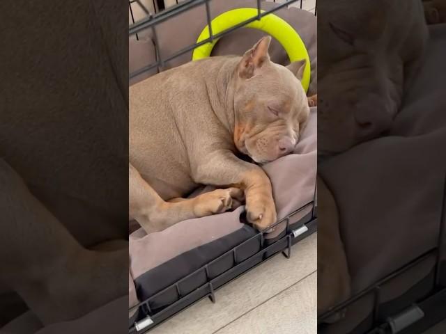 Хорошо когда дом под надежной охраной, устала Дейзи #питомниксобак #americanbully