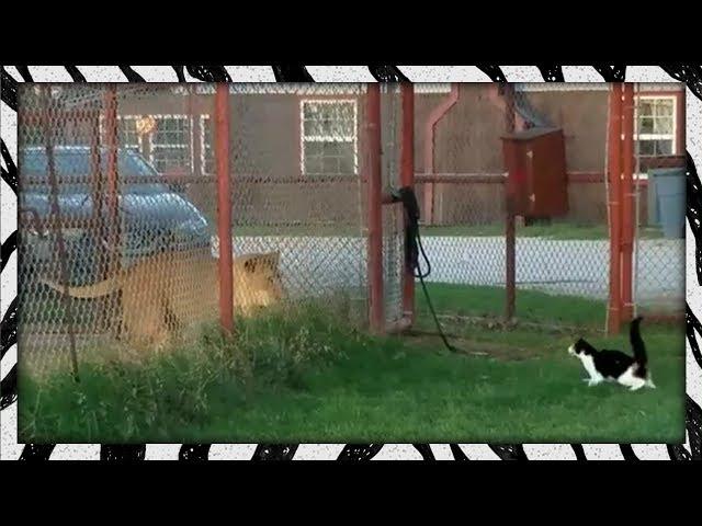 Brave housecat challenges LION