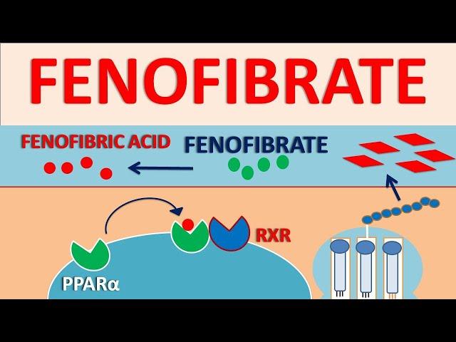 Fenofibrate - Mechanism, side effects, interactions and contraindications