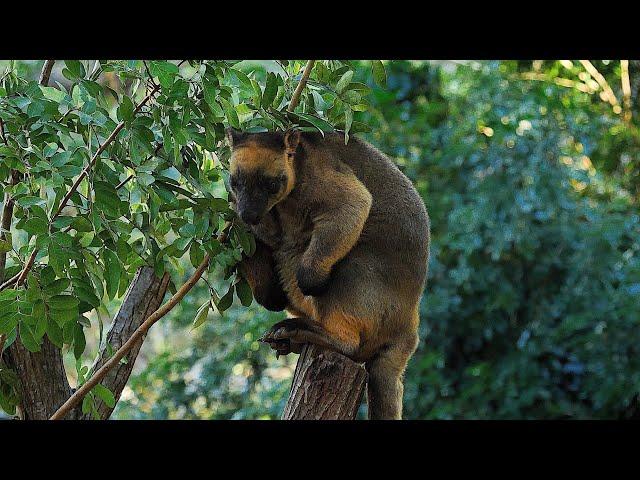 Australian Mammals 9 - Lumholtz's Tree Kangaroo