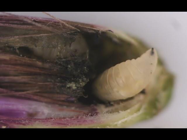 tephritid fly larva on ironweed