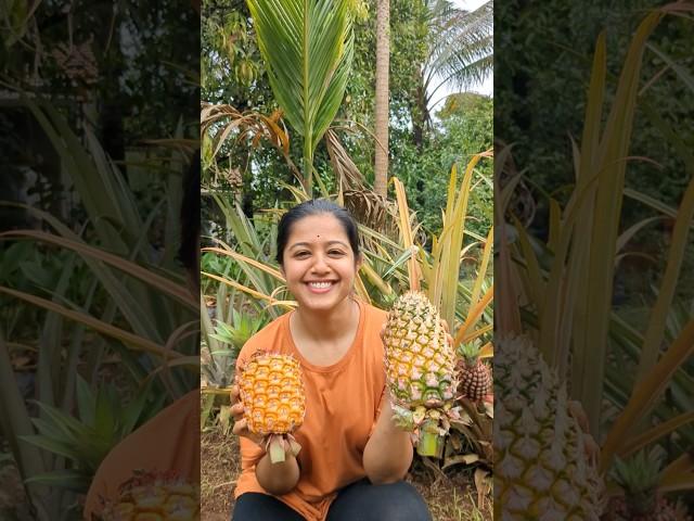 Mini Vlog 62 #kokan #pineapple #homegrown #fruit #villagelife #swanandisardesai