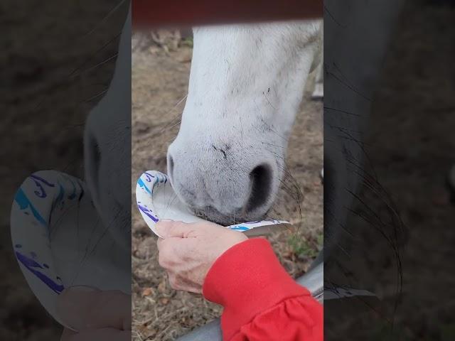 Bubba Is It Yummy Medicine  #farm #horse #animals #farmlife #yummy #shorts