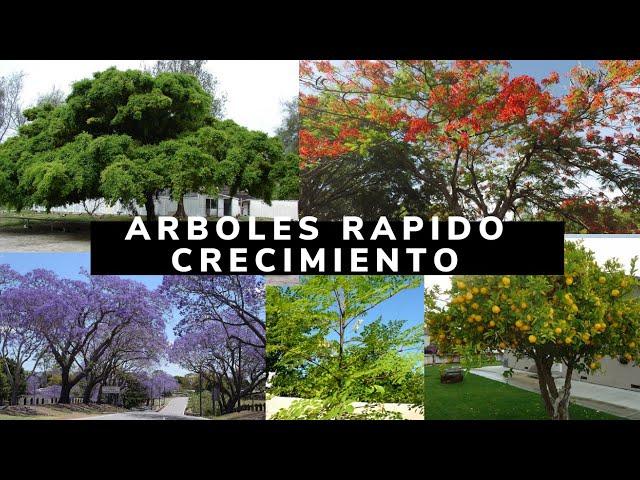 ARBOLES DE RAPIDO CRECIMIENTO QUE TIENES QUE TENER EN TU JARDIN