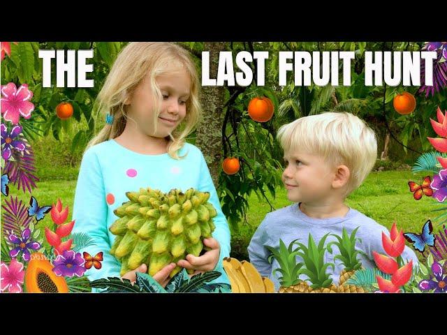 Our Last Fruit Hunt In Kapoho. Country Living Journey Interrupted By Lava. (2018)