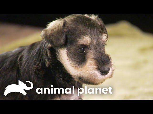 Schnauzer Puppies' Hilarious Interaction with Ferret | Too Cute! | Animal Planet