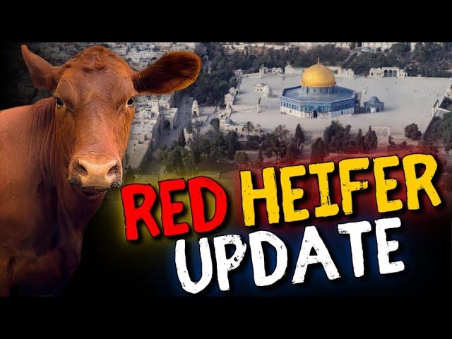 Red Heifer Update: Are We Closer to the Third Temple? | Prophetic Insights