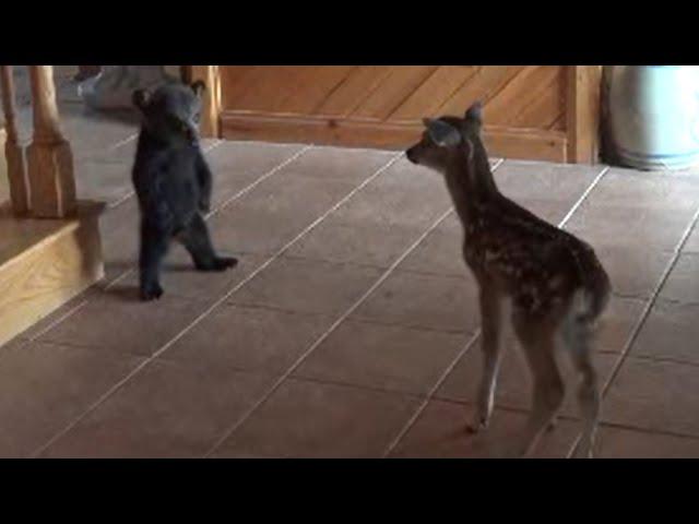 Baby Bear Tries to be Friends with Baby Deer