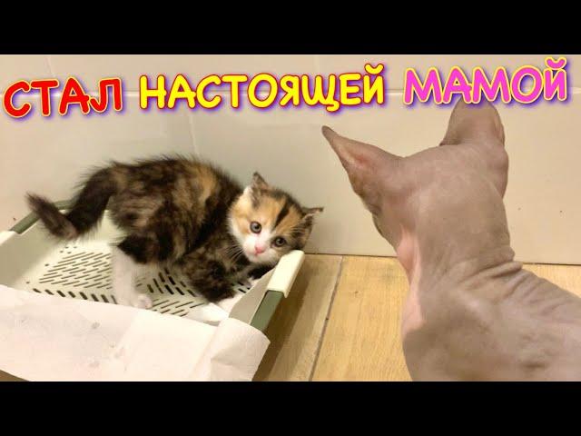 Кот Миллион Стал МАМОЙ для Маленького Котёнка 