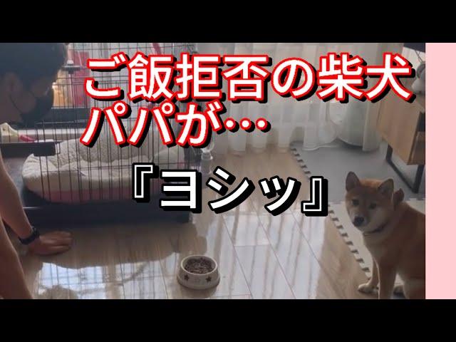 爆笑‼️ご飯を食べない柴犬にパパが取った行動とは…