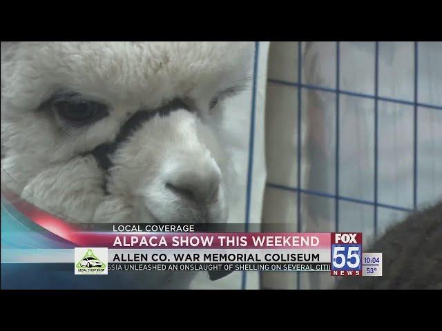 Alpaca Owners Association National Show back in Fort Wayne