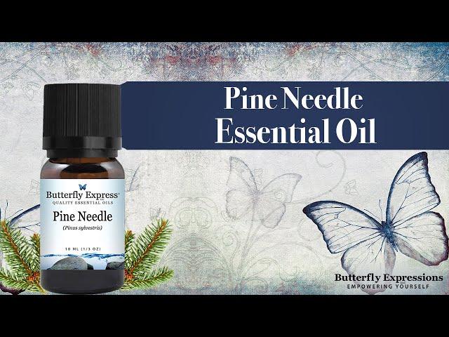 Pine Needle Essential Oil