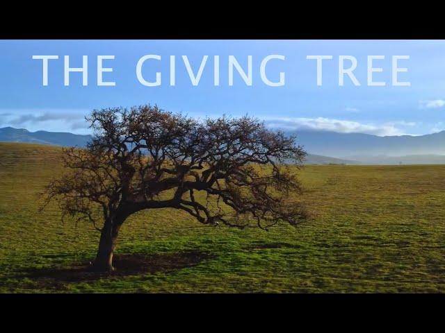 “The Giving Tree” // Grey Bear Erickson