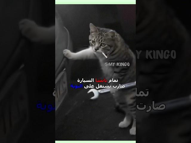 قطوس ميكانيك  | #دبلجة_مضحكة #اكسبلور #السعودية #my_kingo #كوميديا #funny #دوبلاج #قطط #cat