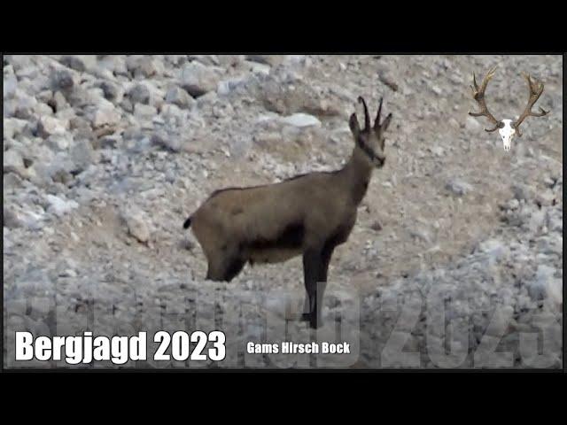 Bergjagd 2023 Gams/ Hirsch/ Bock