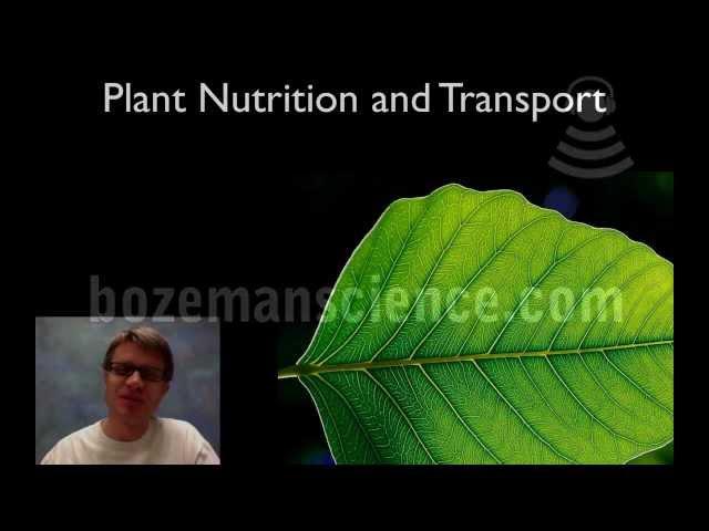 Plant Nutrition and Transport