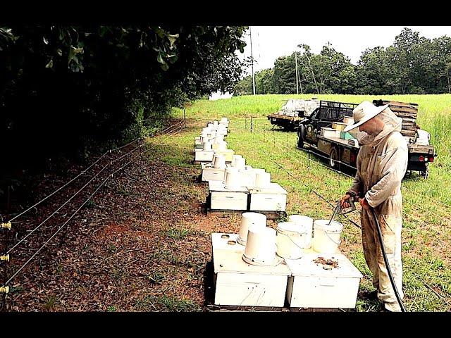 Feeding Bees Part 1: Pollen Substitute and Sugar Syrup - How, What and Why