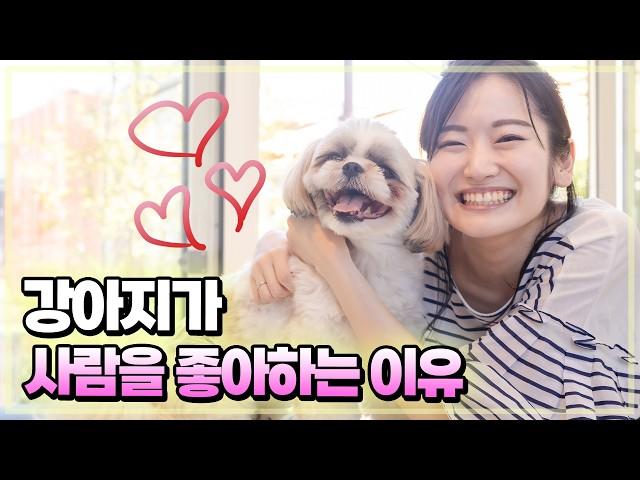 강아지는 왜 사람을 좋아할까?