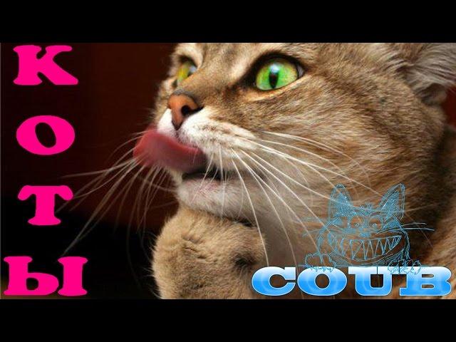 COUB приколы с животными - кошки и котята #1 /  COUB funny animals - cats and kittens