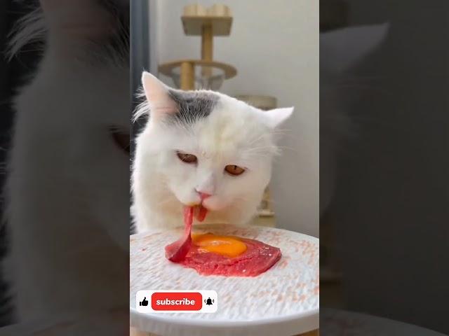 #highlights #cat#meat#cute#catseating #eating #kitten #meateaters #pets