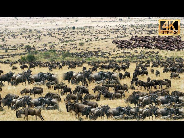 THE DEADLY MIGRATION OF THE GNUS | UNRELEASED DOCUMENTARY | WILD ANIMAL WORLD