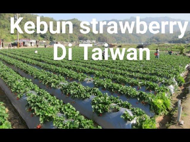 Kebun Strawberry Taiwan