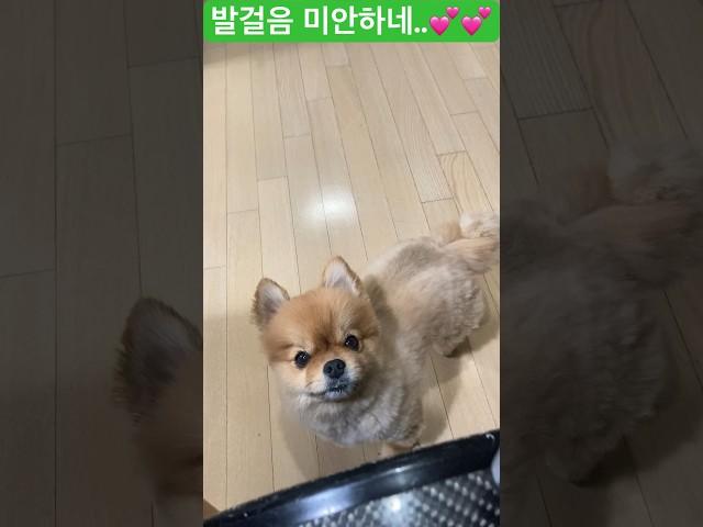 찐 발걸음️️‍️ #dog #happy #pet #찐사랑 #찐행복 #찐감사 #감사 #사랑 #행복 #goodmorning #happy #love #thanks