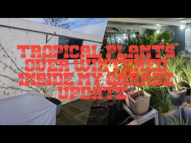 Tropical Plants Update Over Wintered Inside My Garage!! 