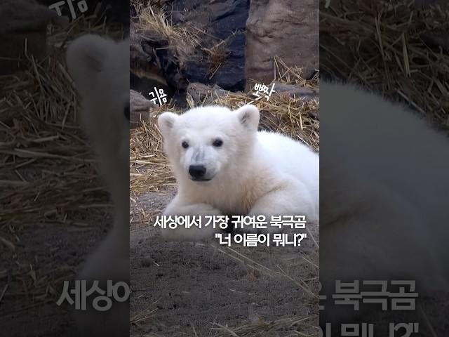 세상에서 가장 귀여운 북극곰…"너 이름이 뭐니?" #shorts