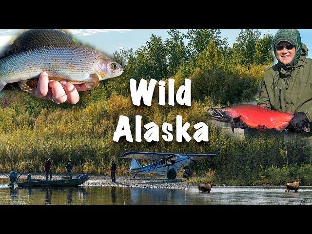 EAT MORE SALMON - Anvik River Lodge Fishing