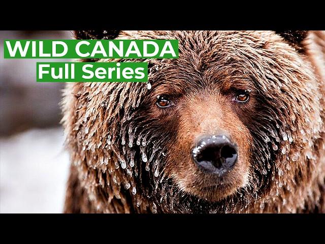 Wild Canada - Nature's Untamed Beauty | Full Series | Free Documentary Nature