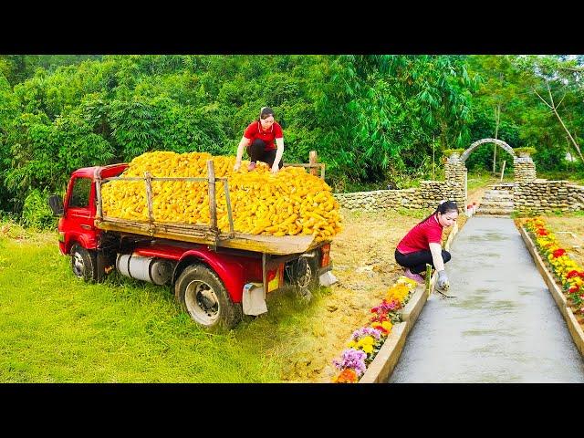 Use Trucks To Transport Corn - Rebuild The Concrete Road From The Gate To The Stone House- Farm Girl