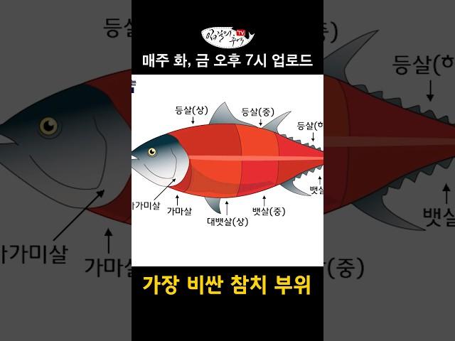 50초만에 알아보는 참치 부위 정리