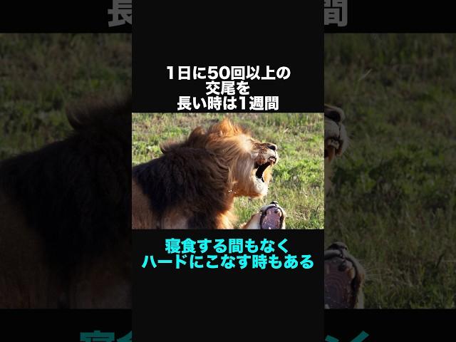 ライオンに関する面白い豆知識②