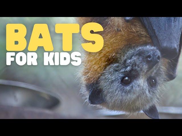 Bats for Kids | Learn cool facts about bats