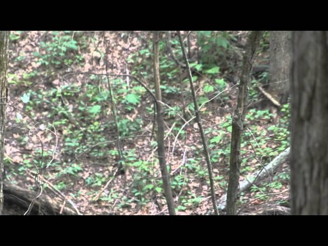 MyTallTripod Bear Footage Great Smoky Mountain National Park 8/17/2011