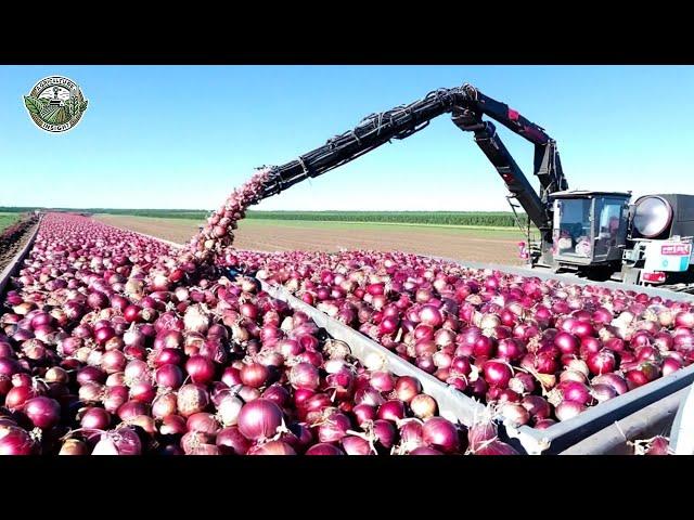 How American Farmers Harvest 4.5 Million Tons Onions | Farming Documentary