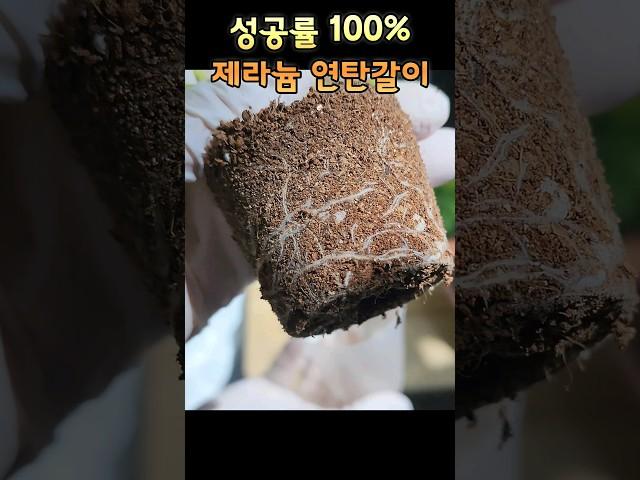 성공률100% 제라늄 분갈이법 #제라늄 #pelargonium #들꽃처럼 #플랜토피아