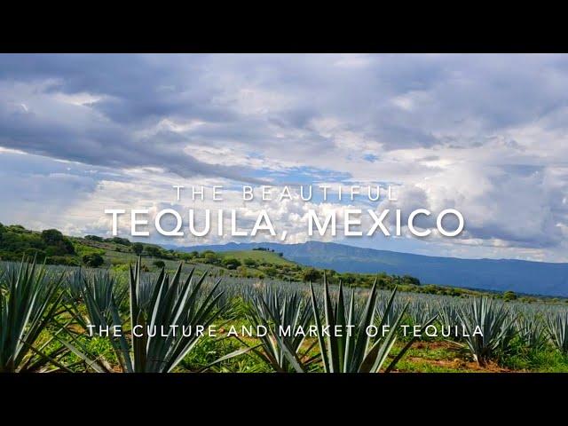 TEQUILA, JALISCO | Tequila Guide  |  Trip Guide | Mexican Culture #mexico #tequila #vlog #travel