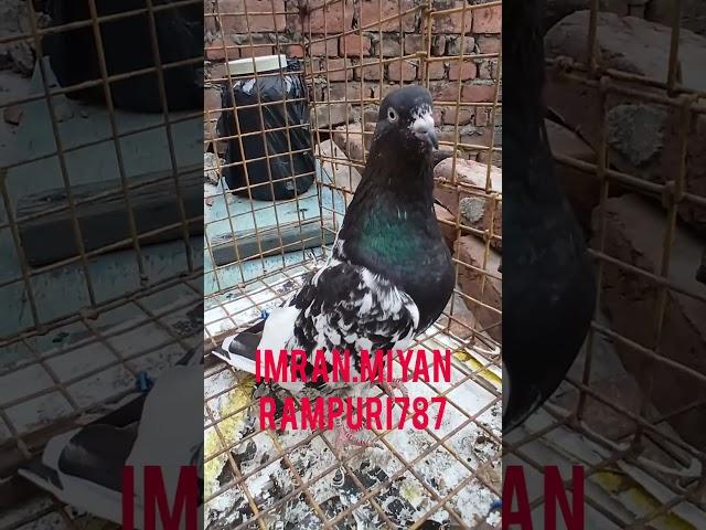 rampur kabootar #shorts #youtubeshorts #viralvideo #youtube #viralshorts #india #viralreels #bird