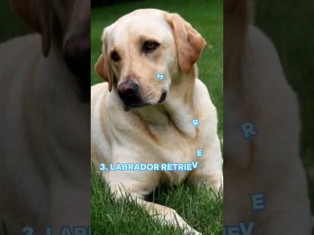 top 10 most beautiful dogs breeds in the world #top5 #shorts #viral  #dog