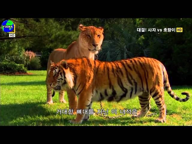 ▲ 거대한 라이거(Big liger))의 실제모습(Actual features )