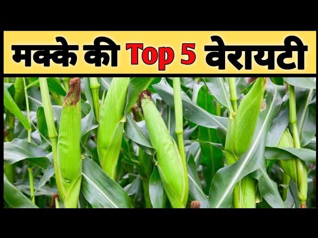 मक्का की बेस्ट 5 किस्में | Top 5 Hybrid maize/corn seeds | 3401 makka | nk 30  | 9108plus| ph3302|