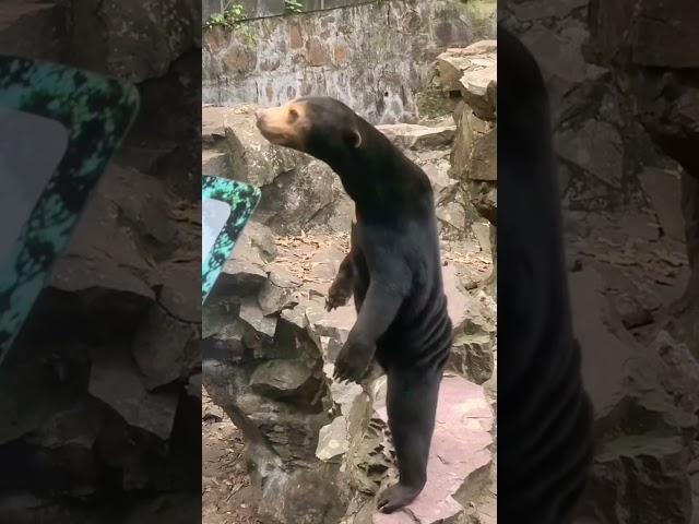Is the Sun Bear at Hangzhou Zoo Truly a Bear? #shorts #zoo #bears